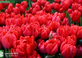 Tulipa Asian Beauty ® (2)